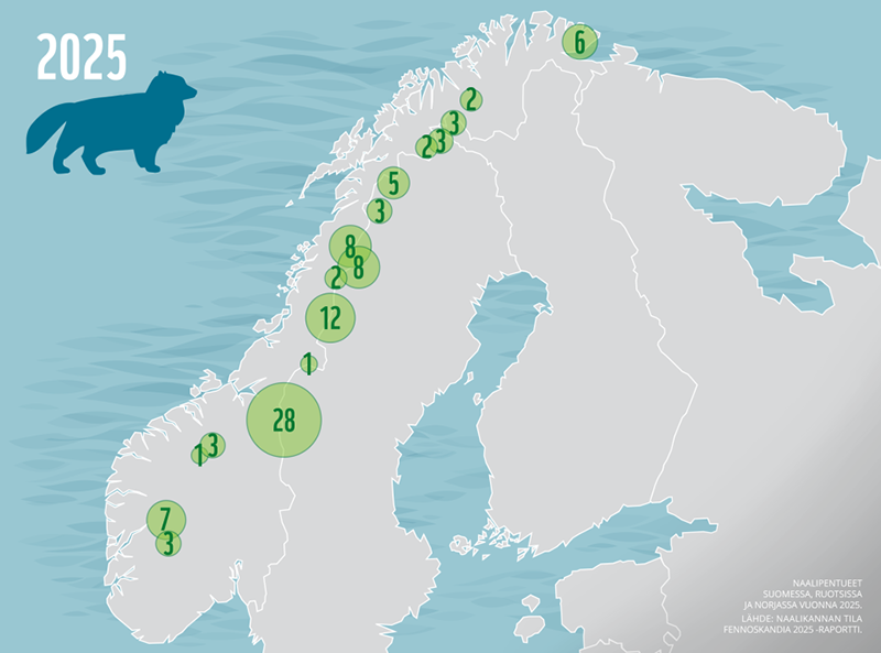 Karttaan on merkitty Suomen, Ruotsin ja Norjan tunturialueilla syntyneiden naalipentueiden lukumäärät.