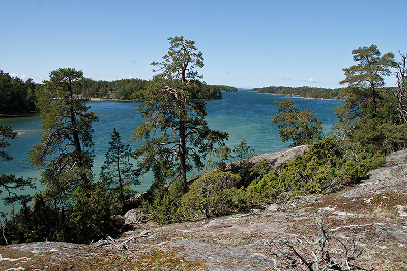 Strandklippa med enar och tallar. I bakgrunden syns havet.