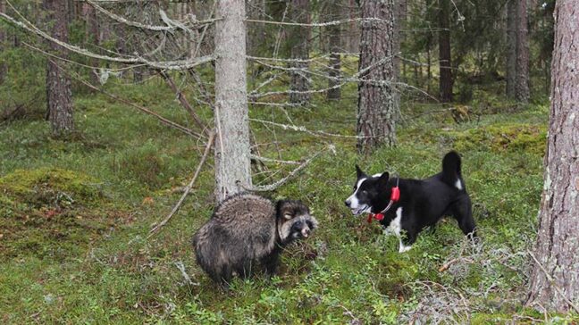 Supikoira on paikallaan selkä kyyryssä puunrungon vieressä metsässä ja aivan sen edessä seisoo karjalankarhukoira.