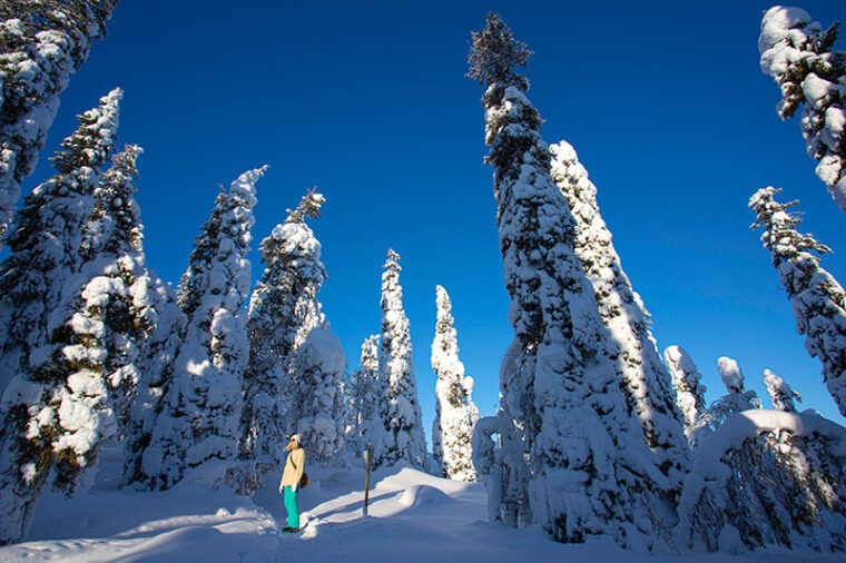 Retkeilij&auml; seisoo tykkypuiden keskell&auml;.