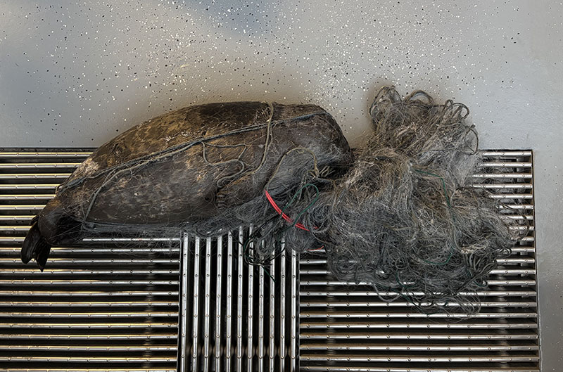 Pieni kuollut norppa sotkeutuneena kalaverkkoon.