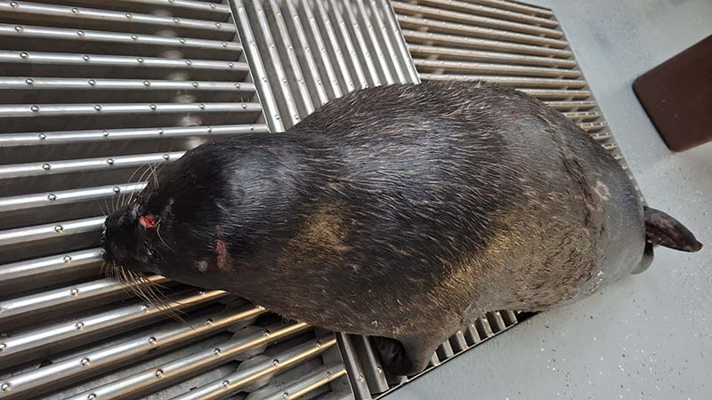 Kuollut saimaannorppa.