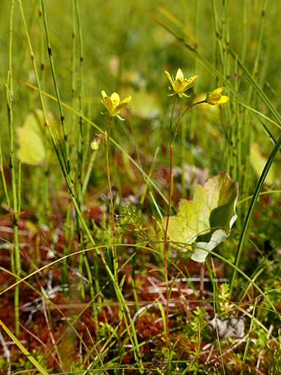 Pieni hento keltakukkainen kasvi.