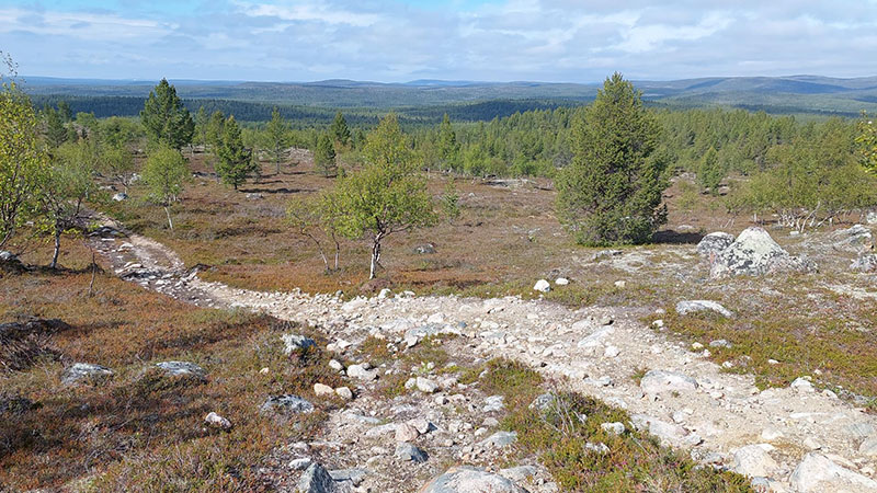 Harvapuustoisessa tunturimaisemassa kulkee kasvittomaksi ja kiviseksi kulunut ura.
