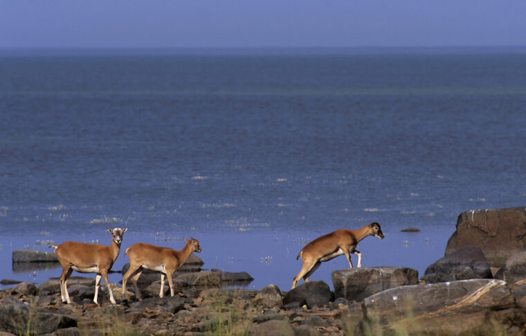Mufloneja eli villilampaita kivikkoisella rannalla.