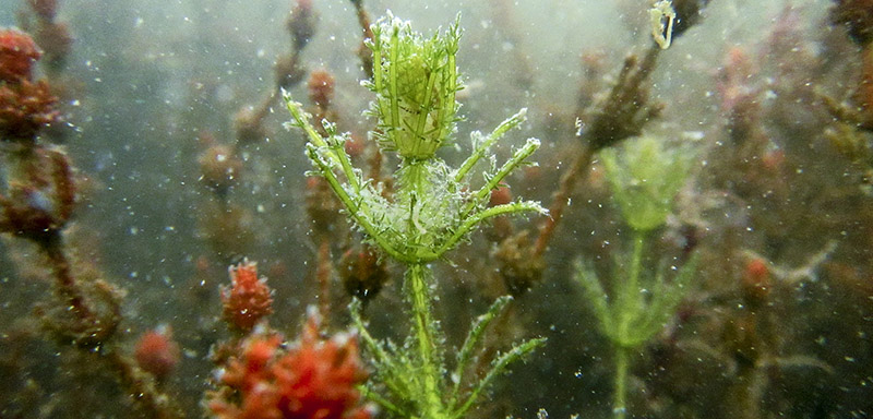 Kirkkaanvihreä ja punaruskea runsaasti haarova levä veden alla kuvattuna.