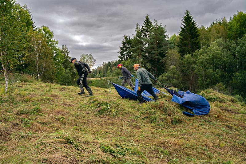 Kolme henkilöä vetää niittojätettä isoissa säkeissä rinneniityllä.