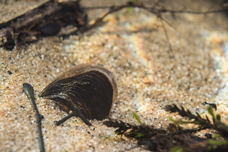 Raakku eli jokihelmisimpukka kaivautuneena puoliksi hiekkaan kirkasvetisen puron pohjassa.