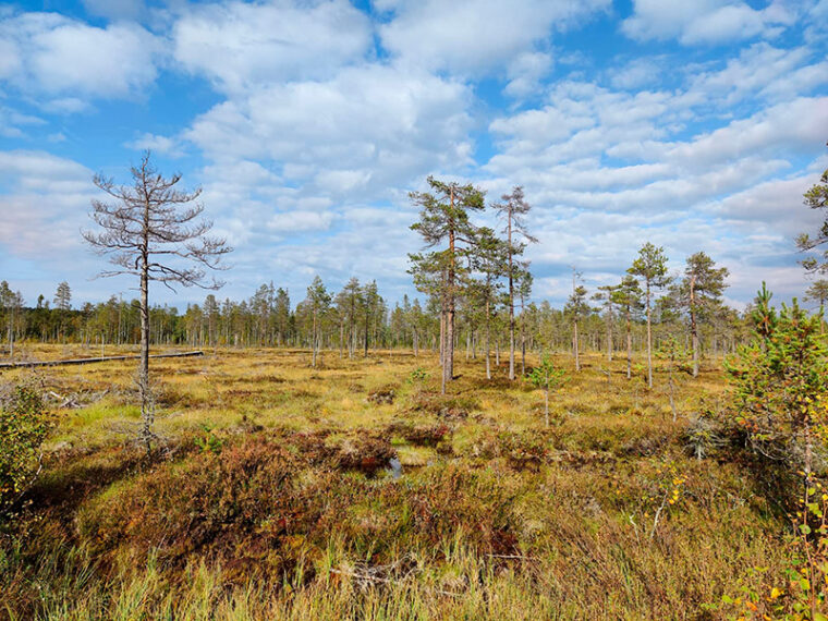 Harvapuustoinen suo.