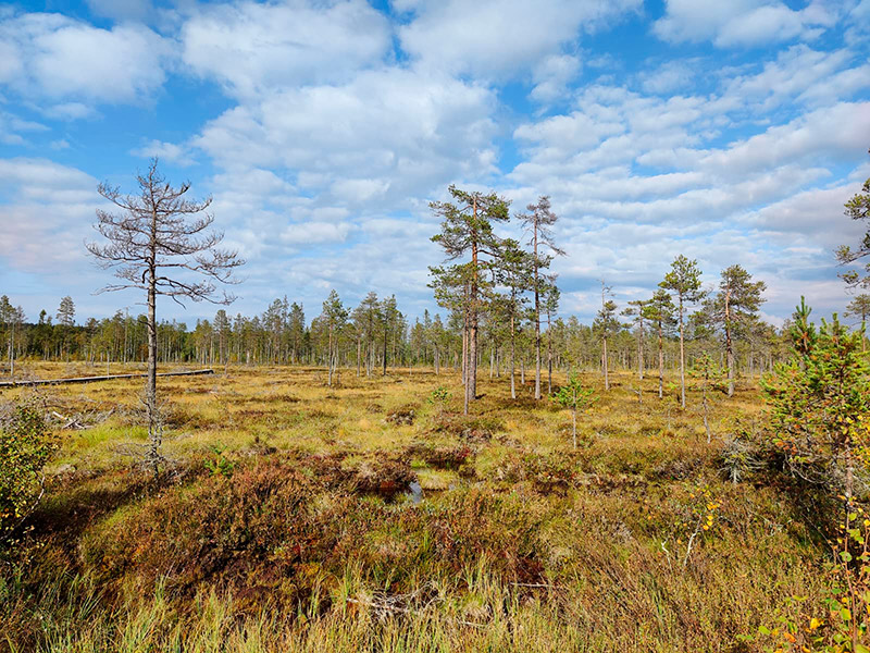 Harvapuustoinen suo.