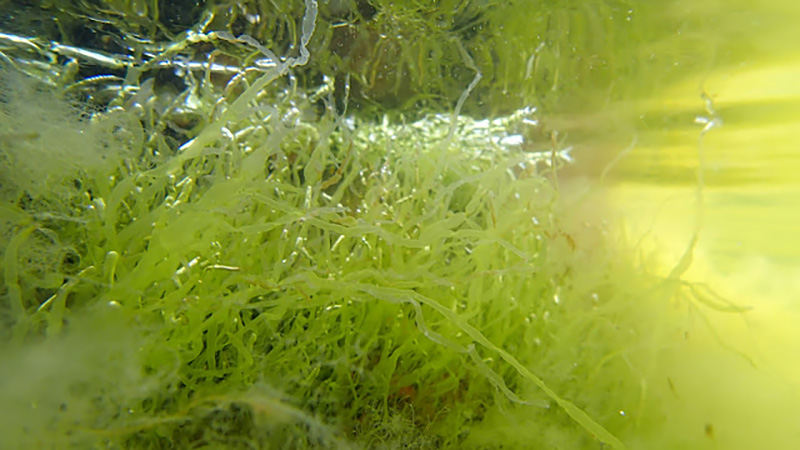 Kauniita leviä veden alla matalassa, aurinkoisessa vedessä.