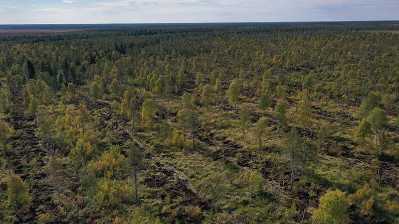 Ennallistettu suo ilmakuvassa.