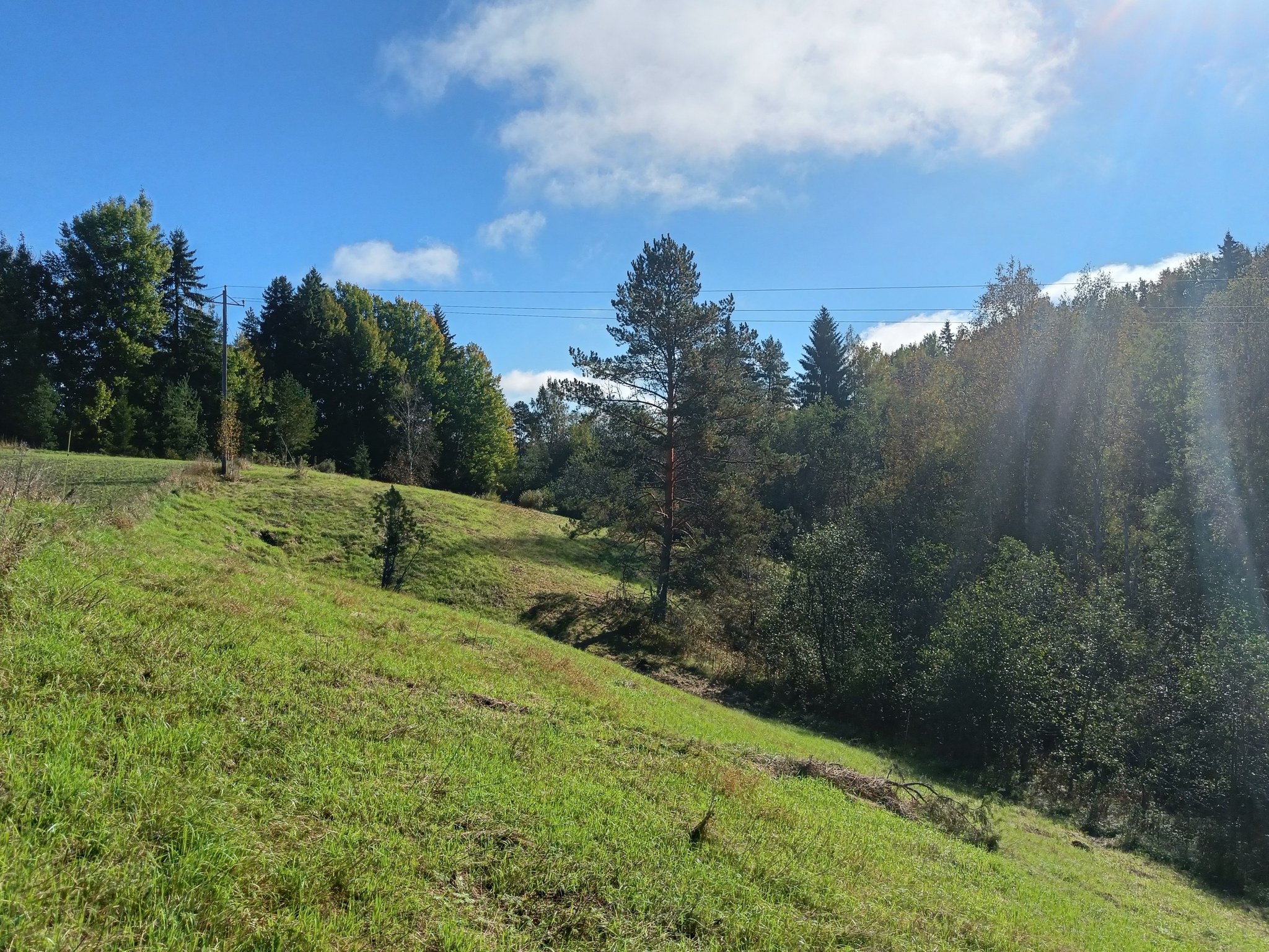 Niitetty rinneniitty auringonpaisteessa. Rinteen juurella kasvaa tiheää metsää.