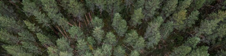 Ilmakuvaa havupuuvaltaisesta metsästä.