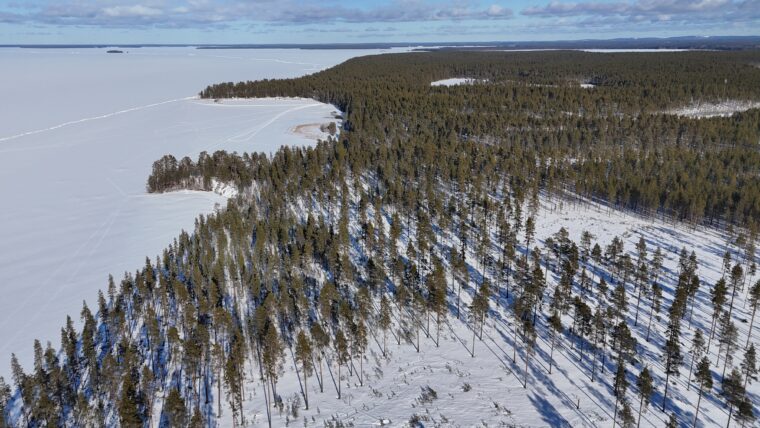 Dronekuva, jossa laaja j&auml;&auml;n peitt&auml;m&auml; j&auml;rvenselk&auml; ja m&auml;ntymets&auml;&auml;.