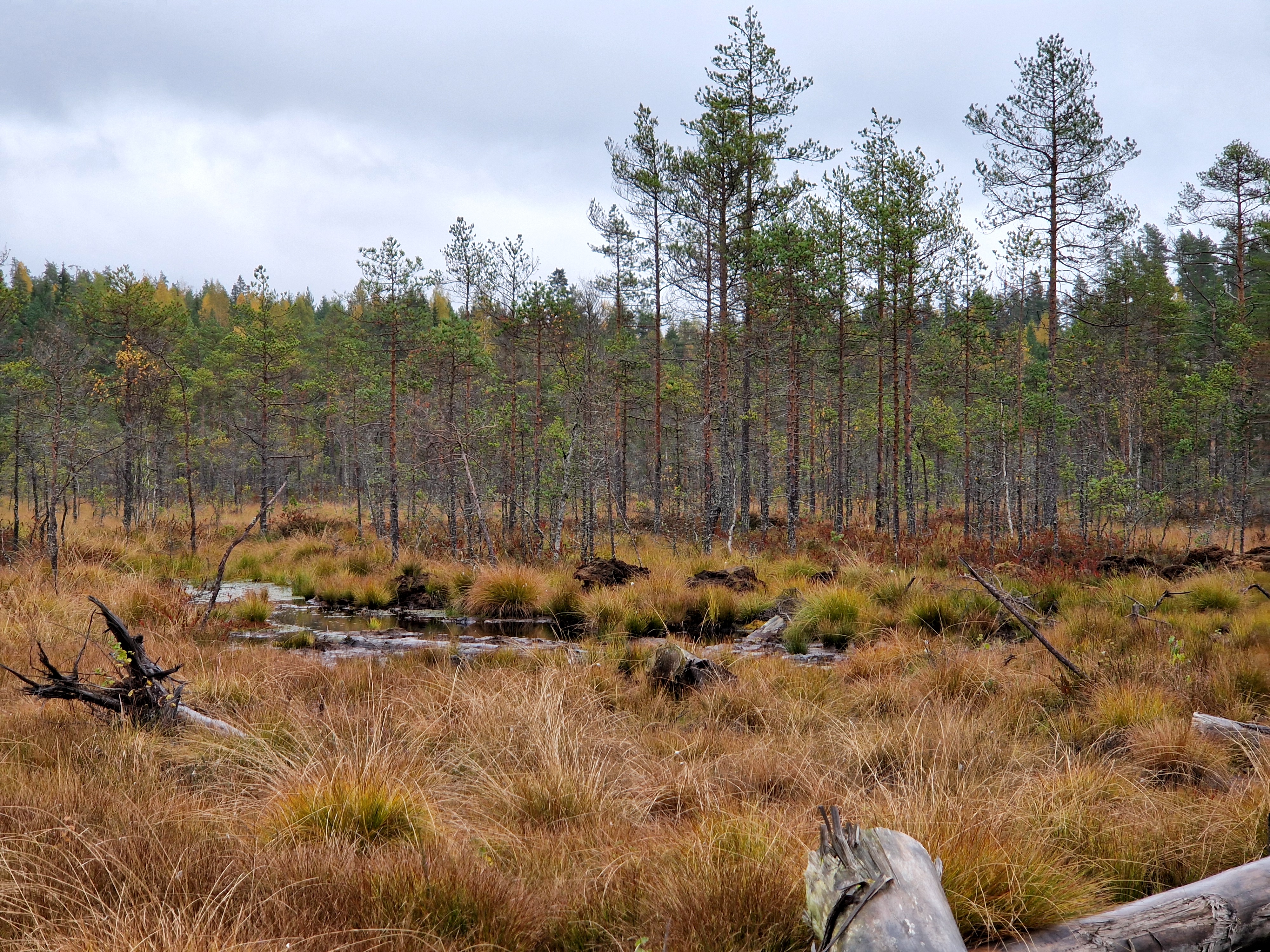 A restored mire in a multiple-use forest. Naturalisation is already well under way.