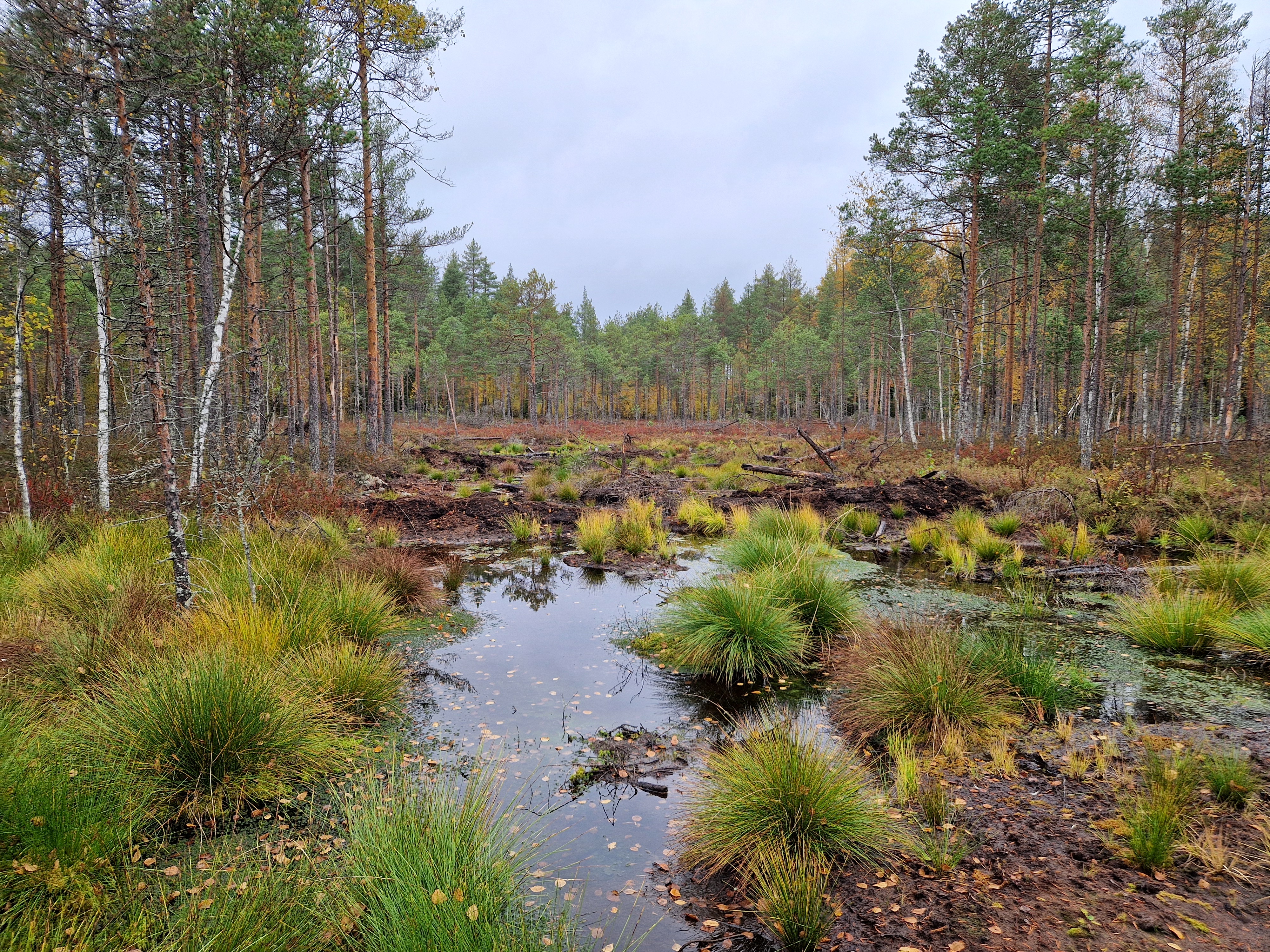 A restored mire in a multiple-use forest area. A plugged ditch still visible.