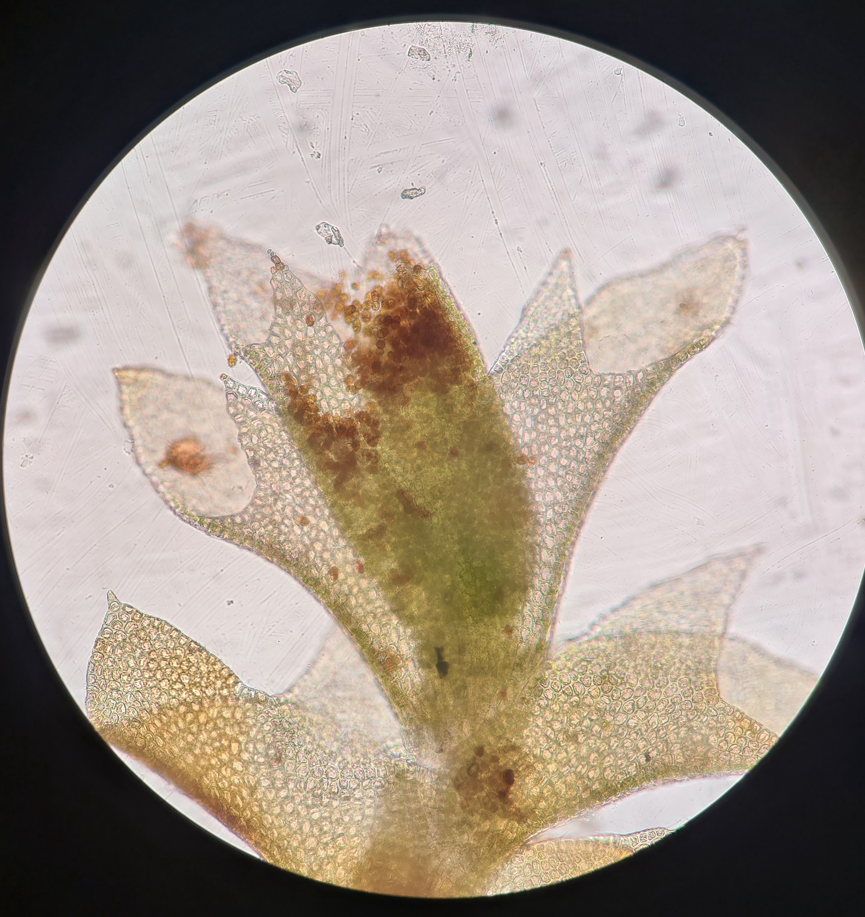 Mikroskooppikuva sammalesta.