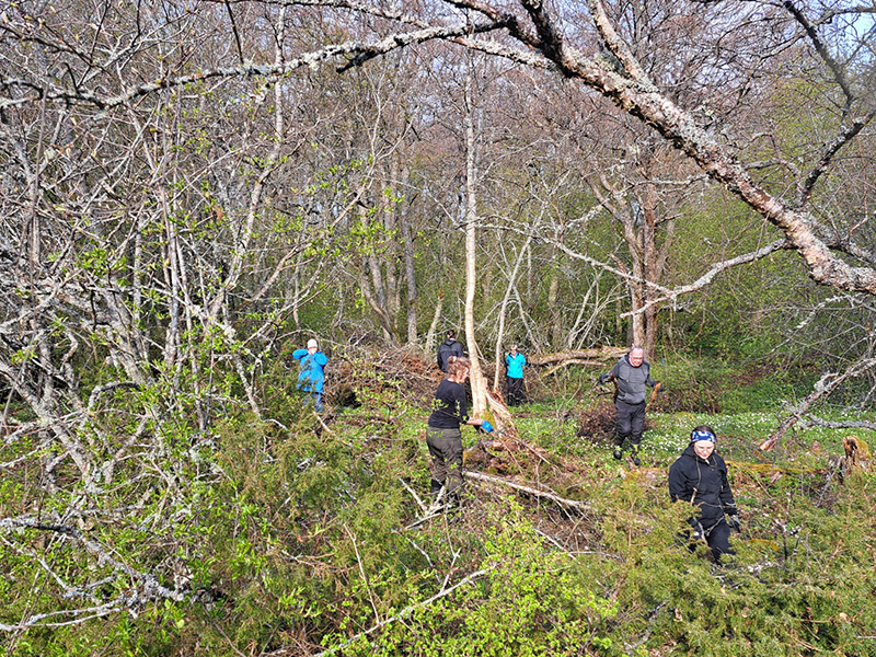 Ihmiset raivaavat pusikoitunutta niittyä.