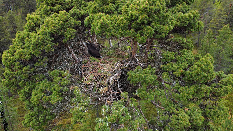 Lähes lentokykyinen poikanen suuren männyn latvassa olevassa risupesässä.