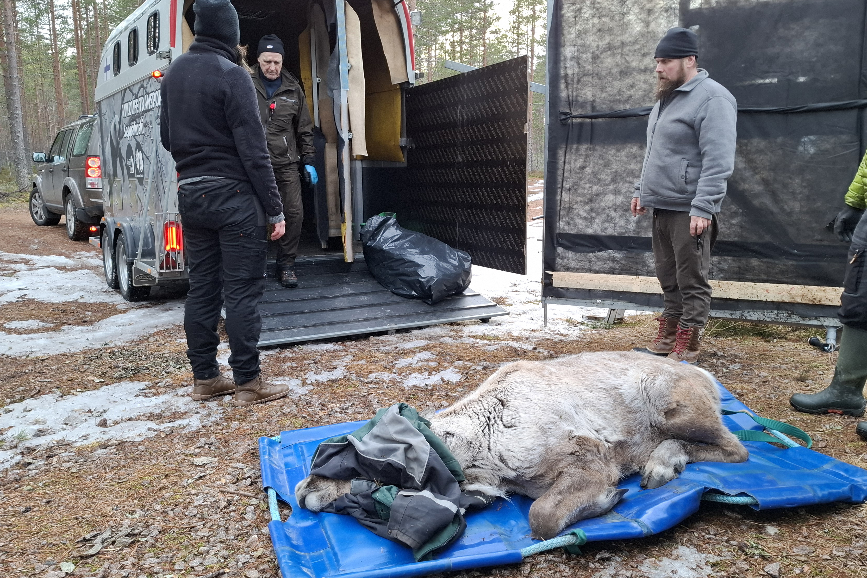 Metsäpeura makaa pressulla silmät peitettynä. Taustalla on pakettiauto ja kolem ihmistä.