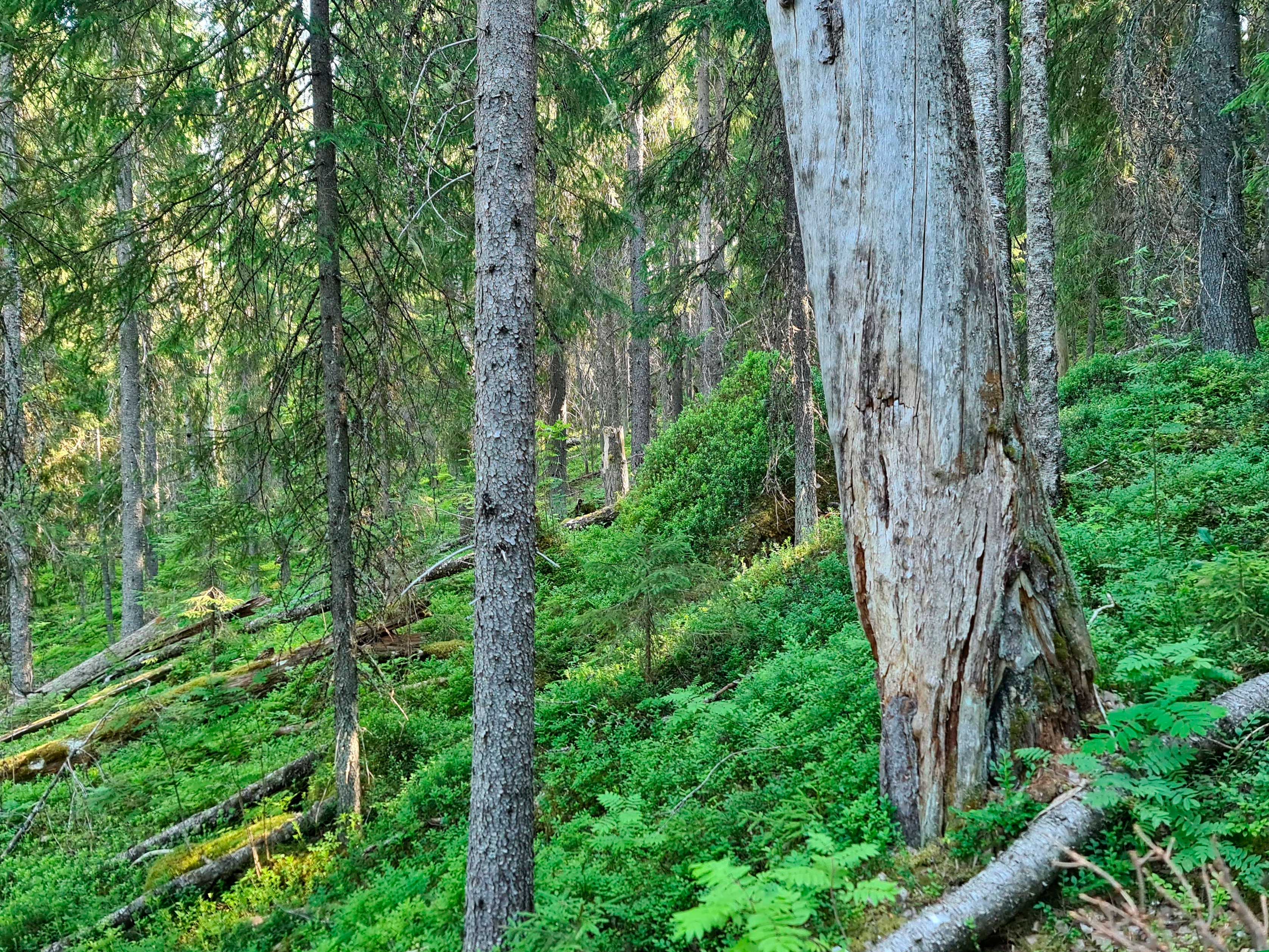Havupuuvaltaista metsää, jossa etualalla iso laho puun runko.