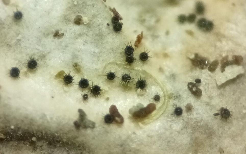 Mikroskooppikuvassa sieni jäkälän pinnalla.