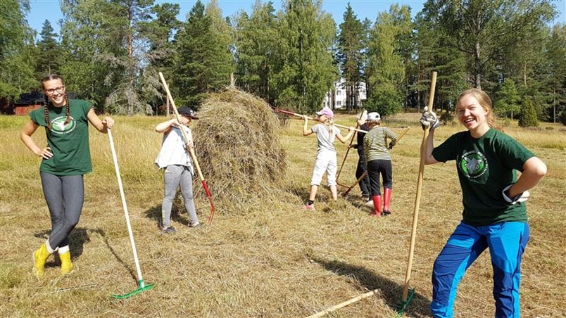 Useita nuoria haravoi ja nostaa niitettyä ja kuivunutta heinää heinäseipäälle aurinkoisena kesäpäivänä.