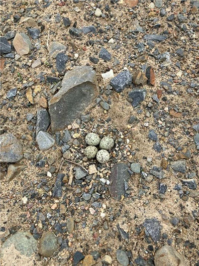 Hiekan ja kivien peittämässä maassa on ryhmänä neljä pientä munaa.