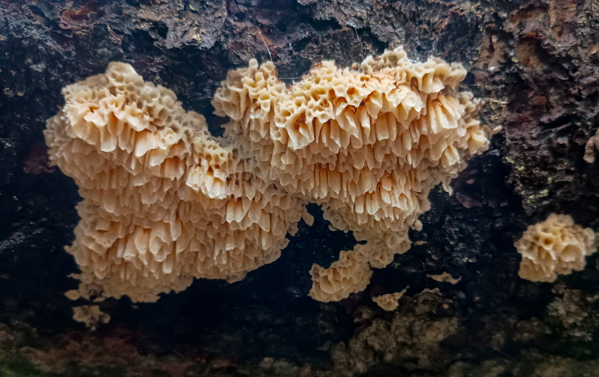 Kääpä puun rungolla.