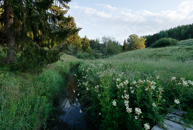 En frodig dike mellan &auml;ngen och skogen.