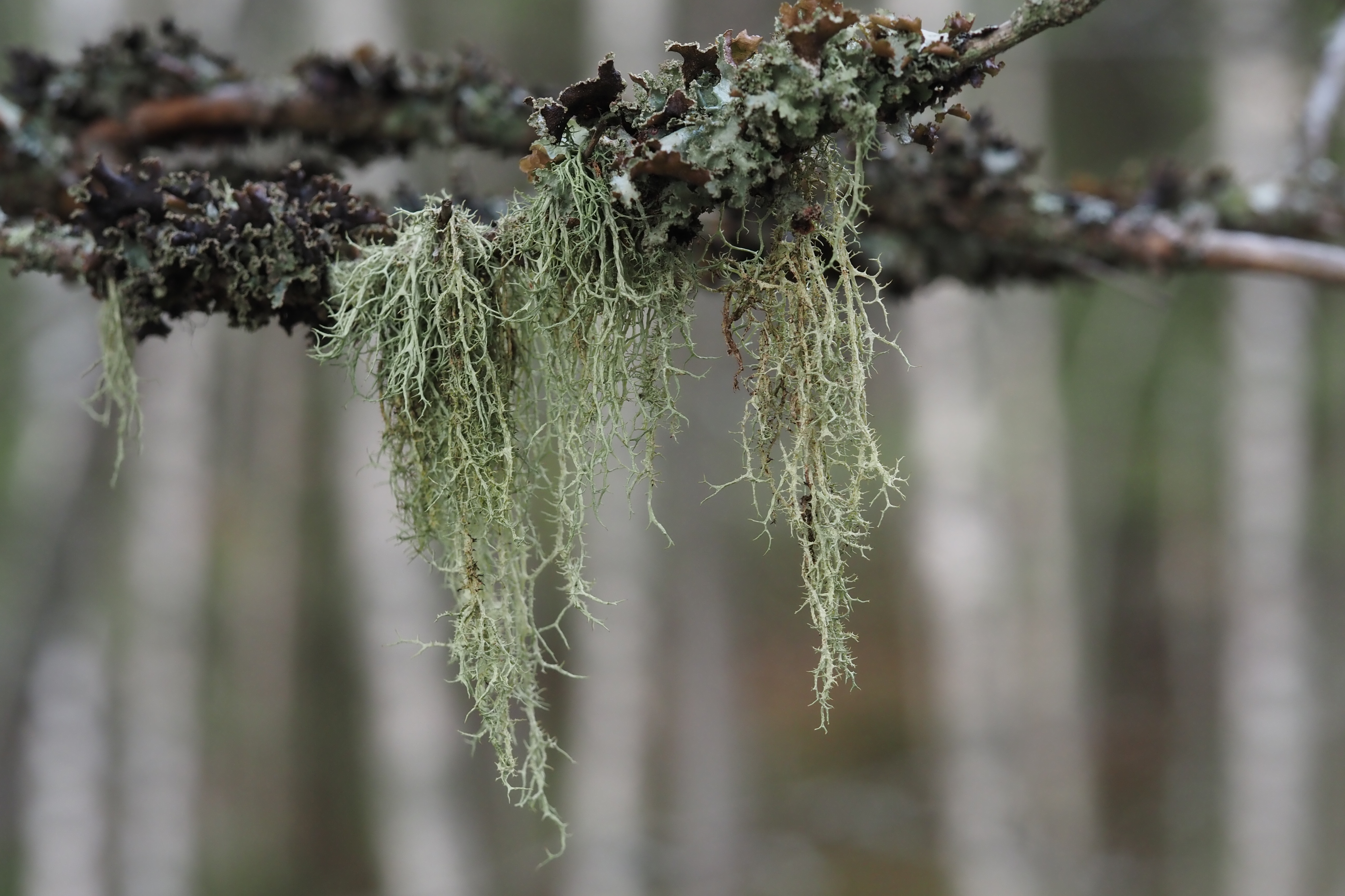 Jäkälää roikkuu oksasta.