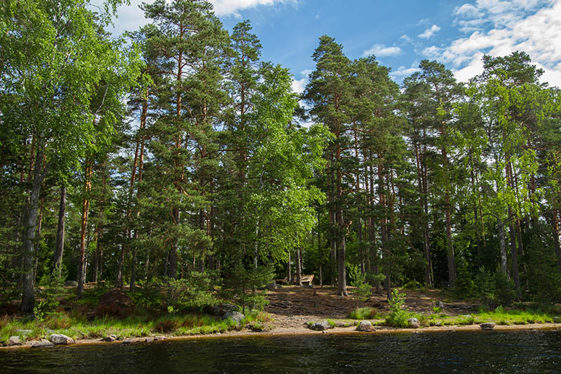 Taukopaikka rannan tuntumassa sekametsän siimeksessä.