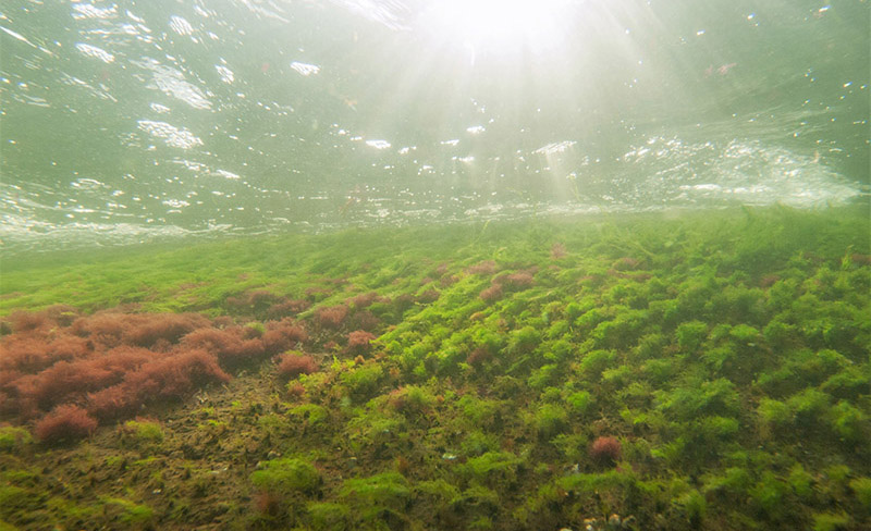 Veden alla otettu valokuva. Merenpohja on lähes kauttaaltaan matalan vihreän ja punaisen kasvillisuuden peitossa.
