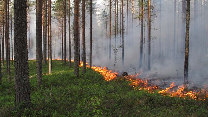 Metsä palaa ja ilmassa on savua.