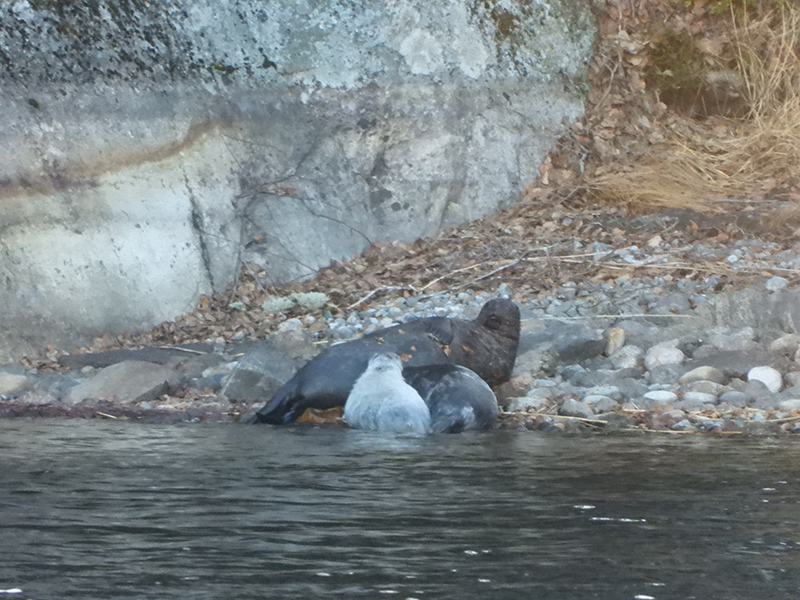 Kivisellä rannalla on saimaannorppa ja kaksi kuuttia.