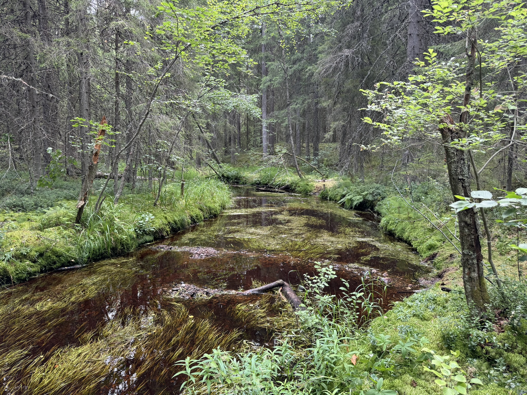 Kunnostettua purouomaa.