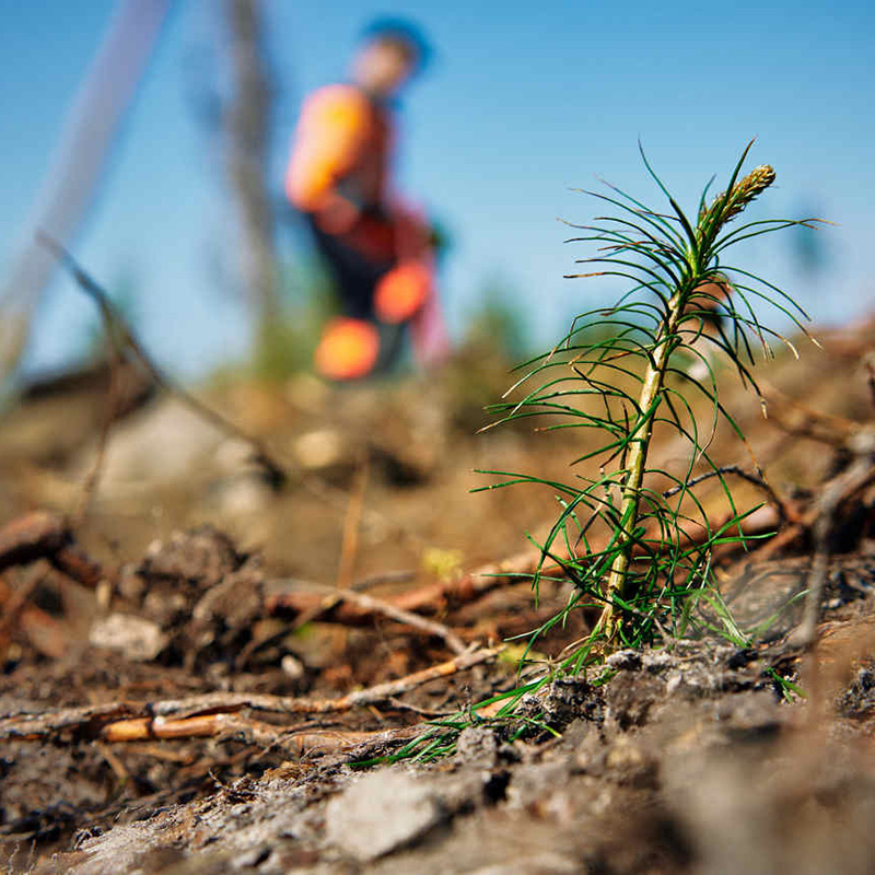 Etualalla taimi ja istutusaluetta, takana näkyy epäterävästi henkilö, joka tekee istutustyötä.