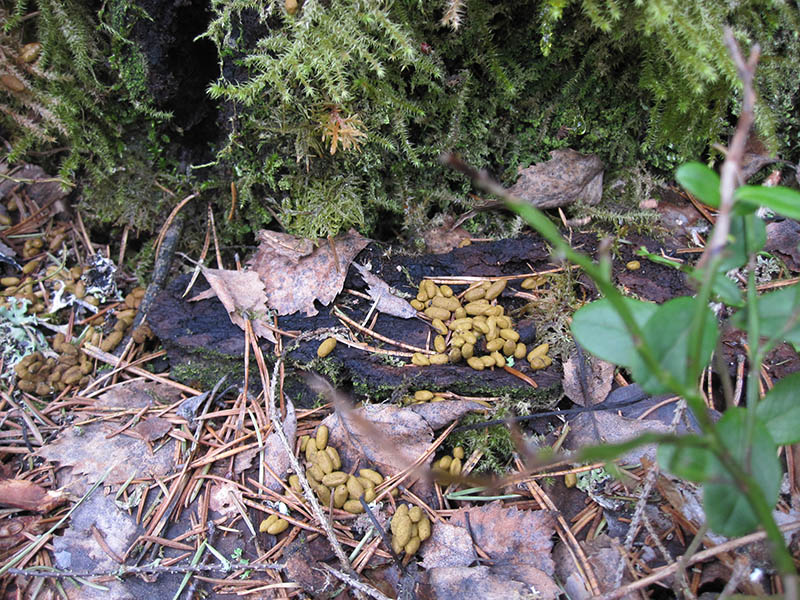 Kellertäviä riisijyvän mallisia ja -kokoisia kakkapapanoita koivun lehtien ja sammalen päällä maassa.