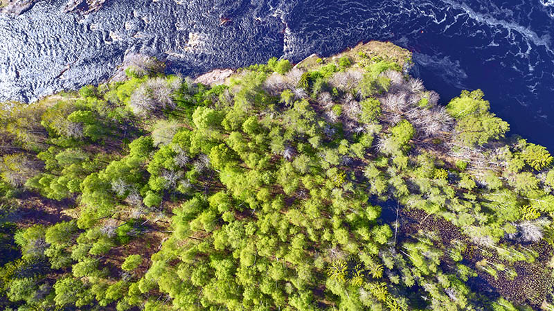 Ilmakuva virtaavan joen niemestä, jossa havu- ja lehdettömiä lehtipuita. Kirkas auringonvalo. Joki kuvan yläosassa, niemi täyttää suurimman osan alaosasta.