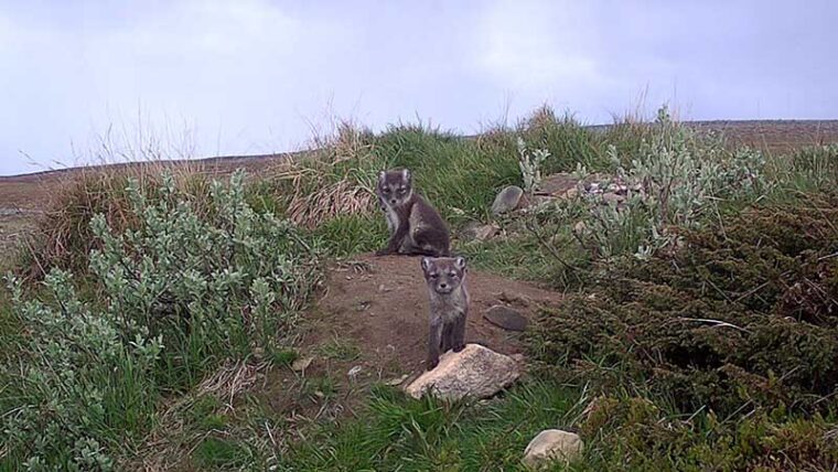 Kaksi naalinpoikasta katsoo kohden kameraa.