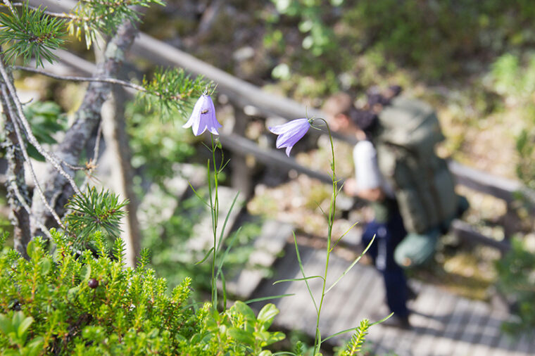 Etualalla on kissankelloja ja taustalla n&auml;kyy vaeltaja rinkka sel&auml;ss&auml;&auml;n.
