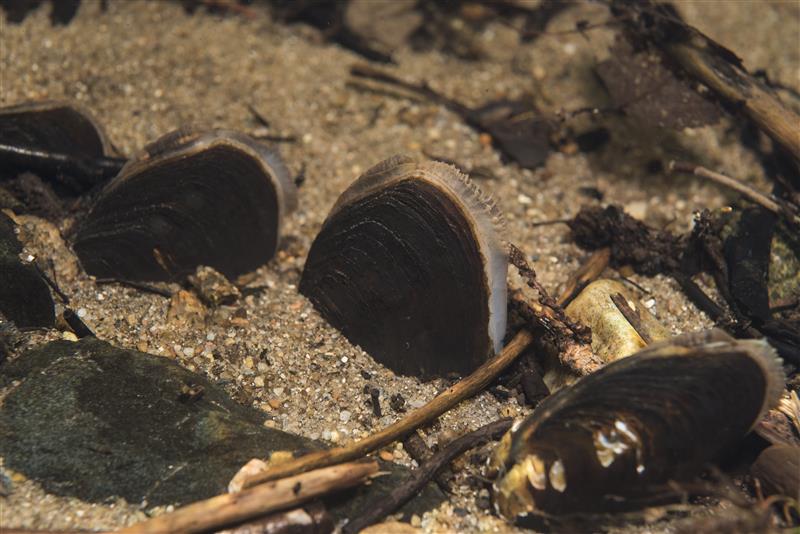 Flodpärlmusslor i sanden på åns botten.