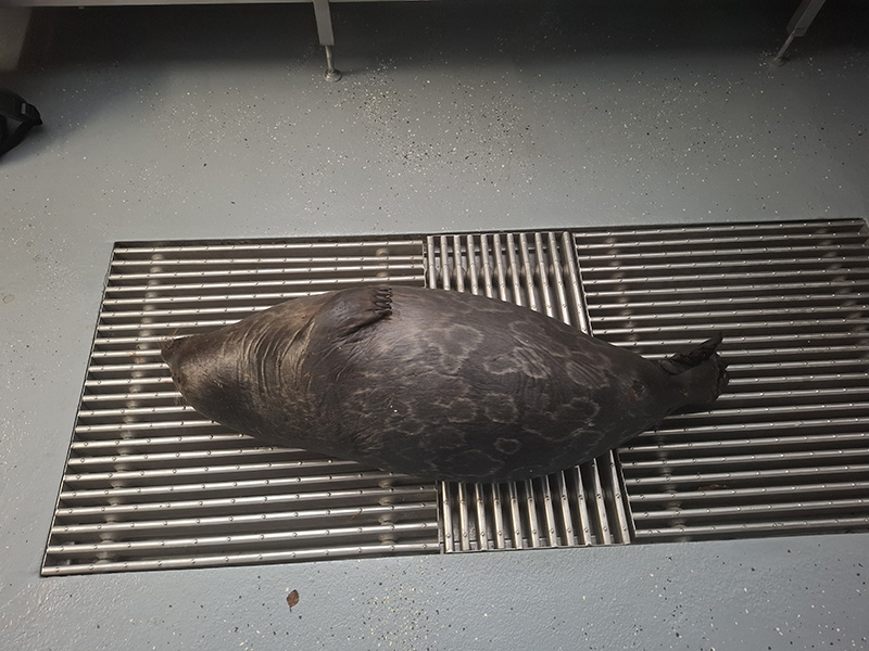 Pieni kuollut norppa lattialla.