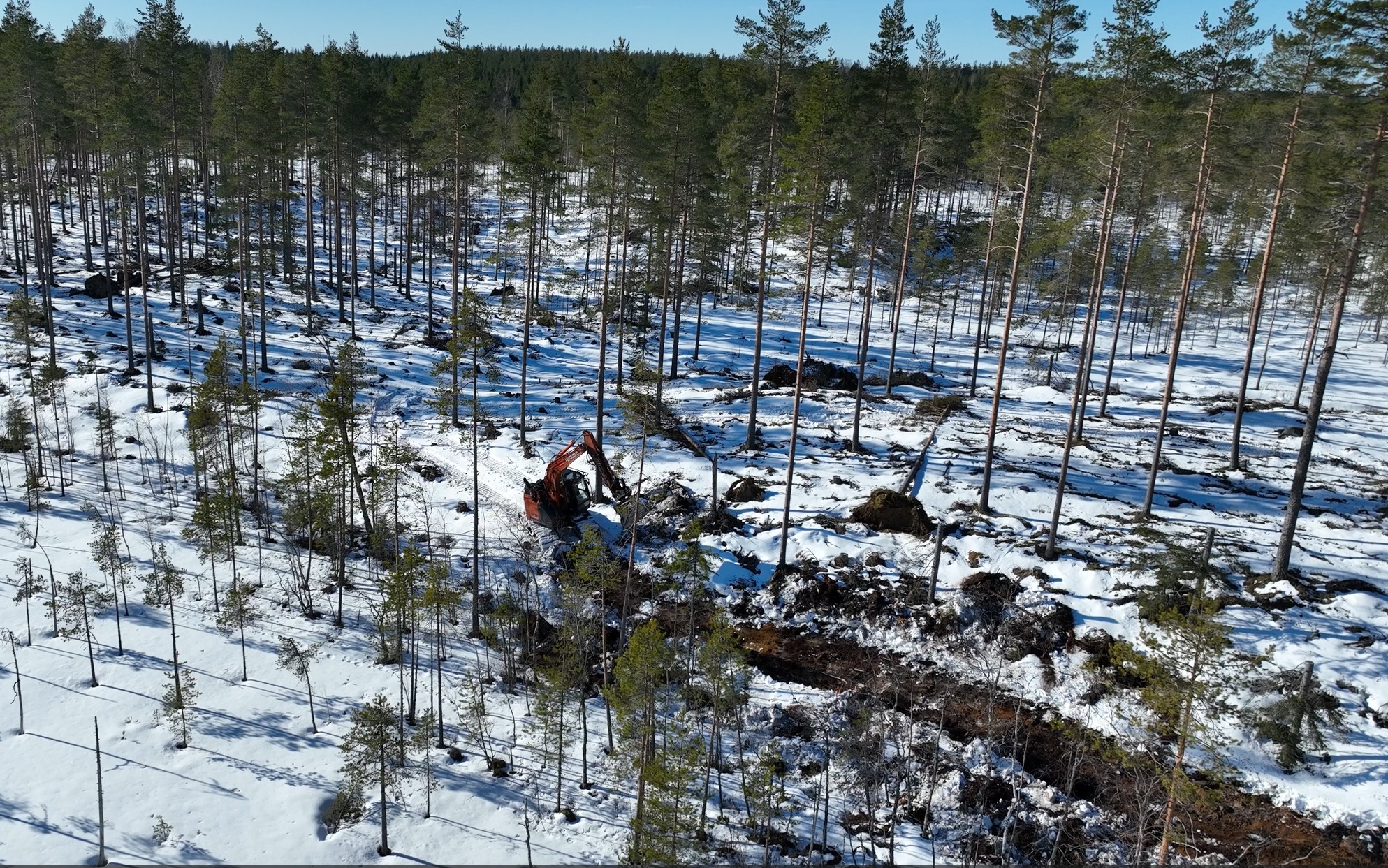 Kaivinkone talvella puuston keskellä paljastamassa maanpintaa.
