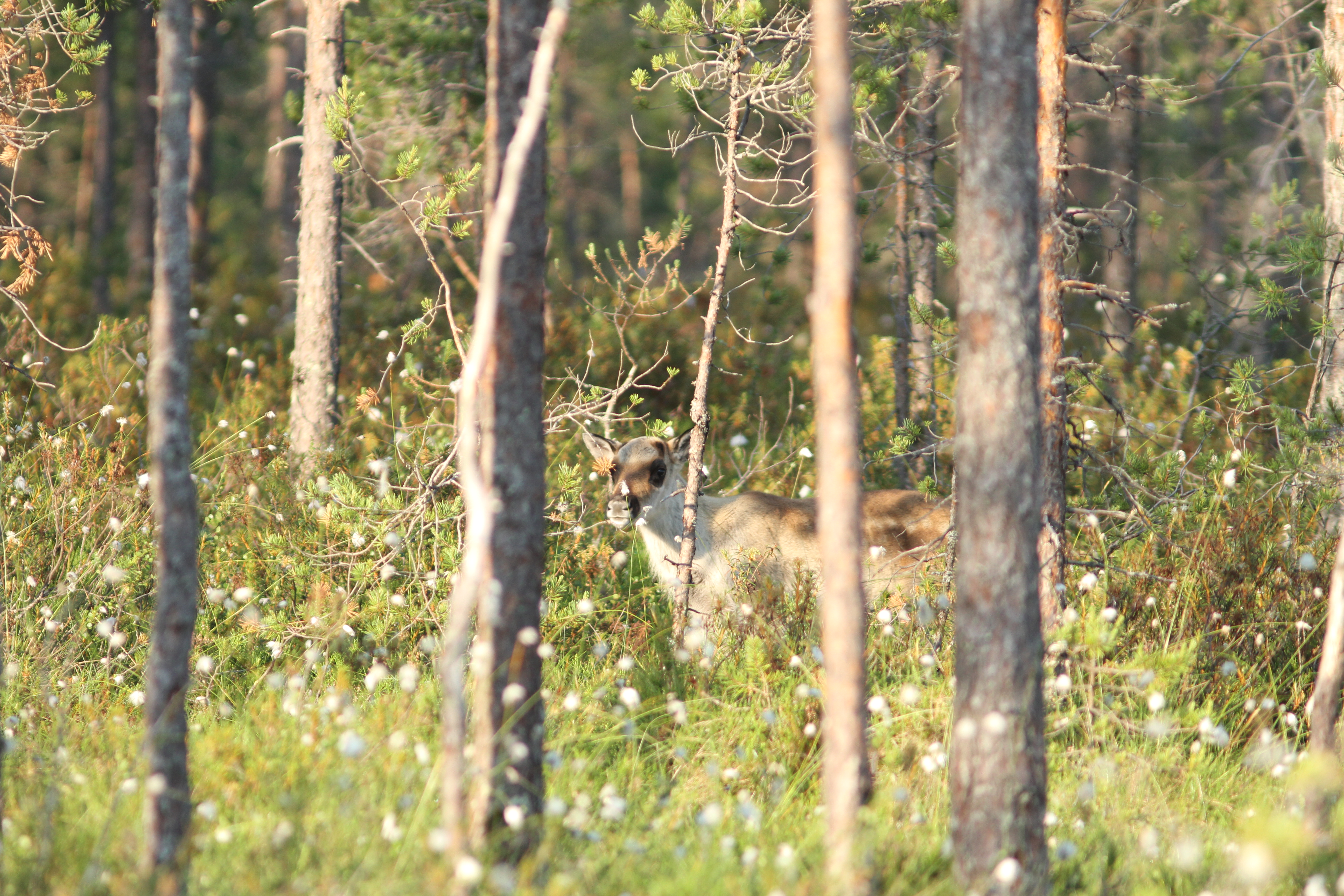 A wild forest reindeer calf stands on a bog.
