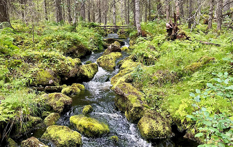 Puro virtaa metsässä kivien välissä. Sammaloituneet kivet ja puronvarsikasvillisuus reunustavat kirkasvetistä uomaa, taustalla näkyy kuusia ja koivuja kasvavaa metsää sekä kaatuneita puunrunkoja puron yli.