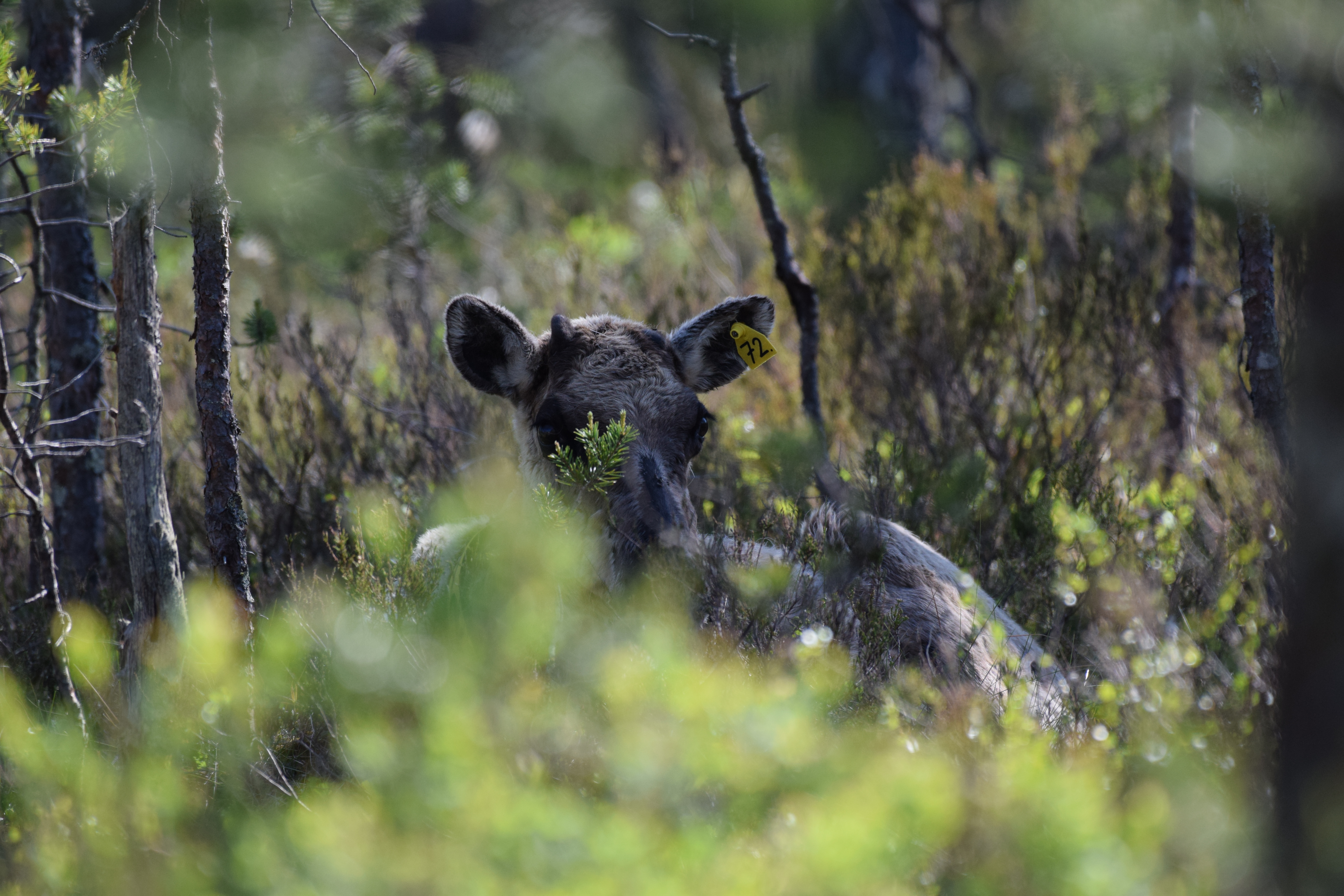 Ear-tagged female wild forest reindeer lying in heather.