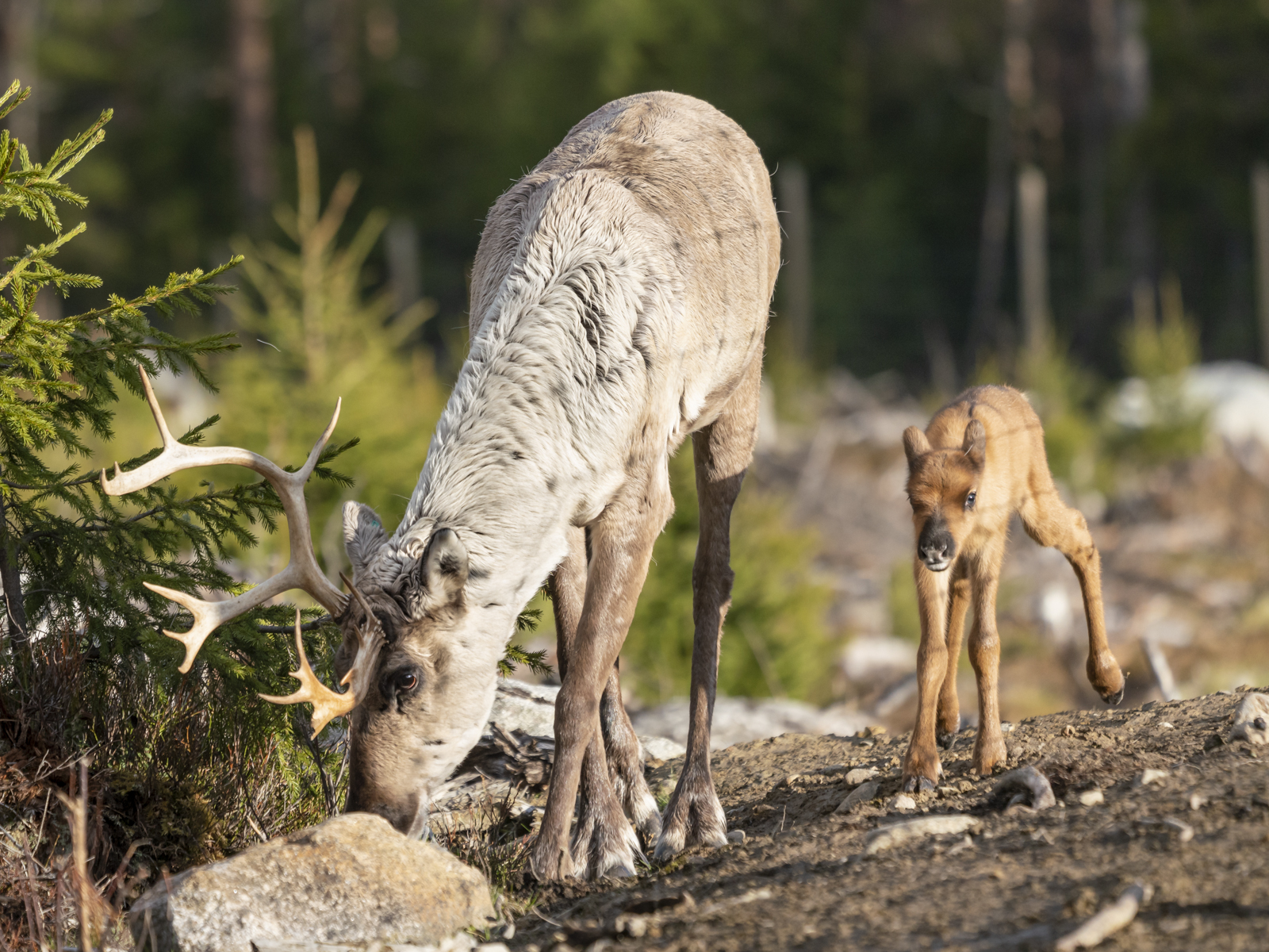 Female wild forest reindeer with calf.