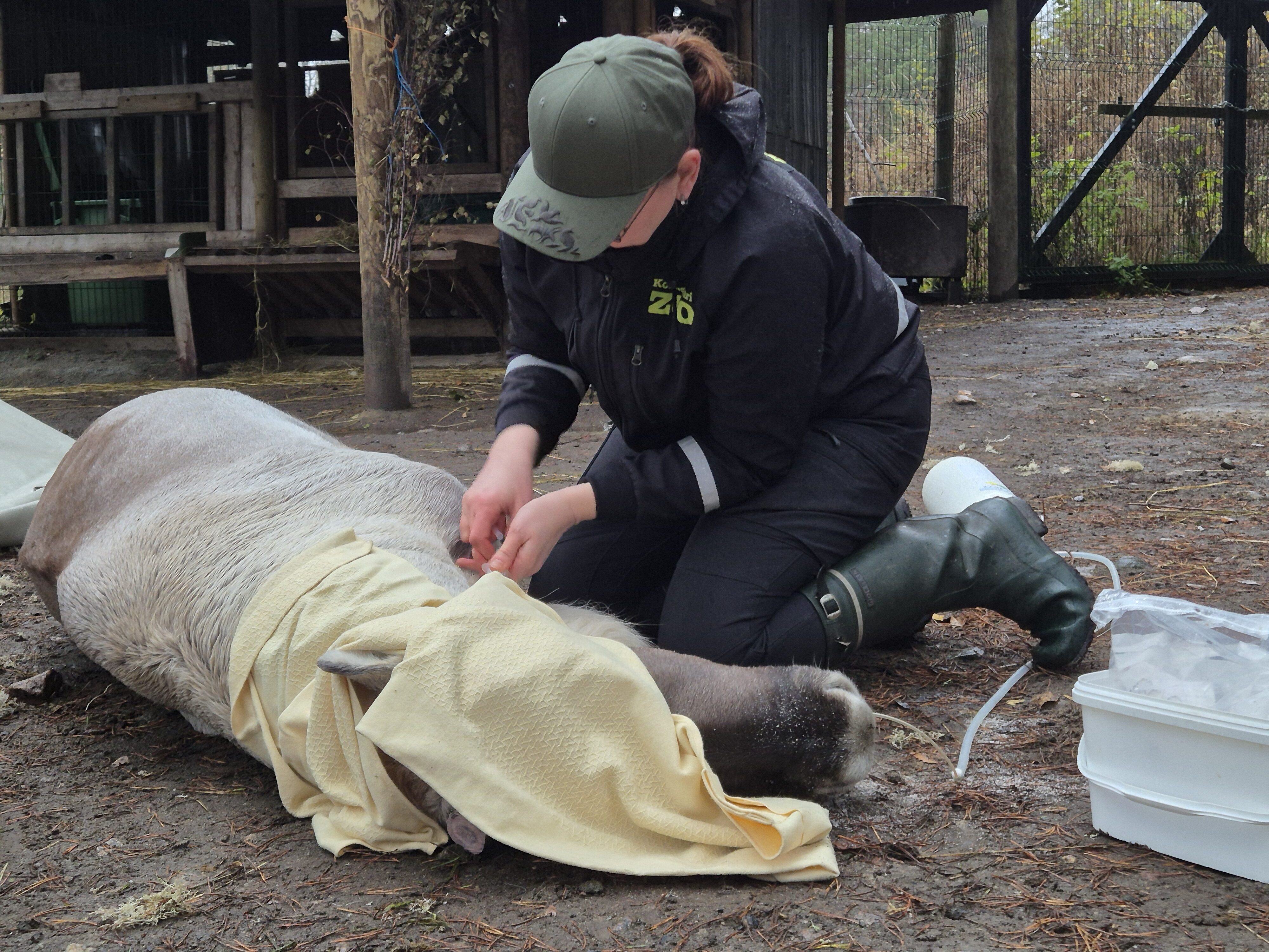 Wild forest reindeer lying with eyes covered as a blood sample is taken.